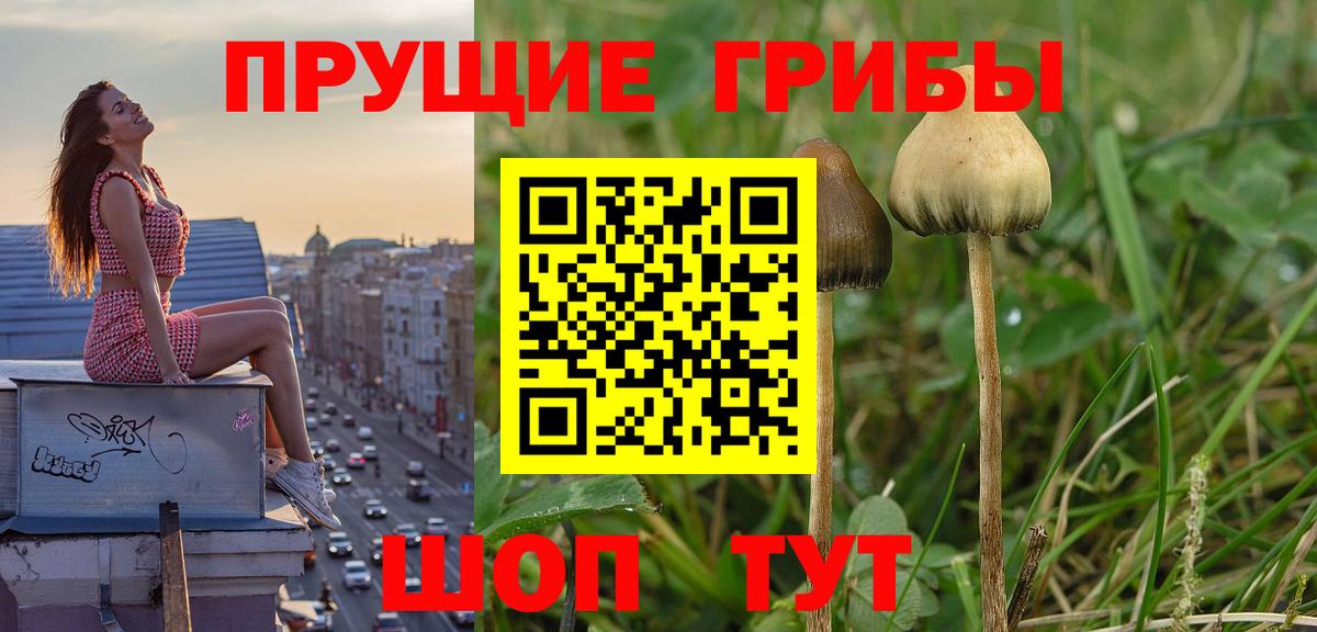 Норильск  Псилоцибиновые грибы Cubensis  Вход с VPN 